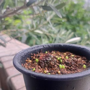 フライレア,フライレア,成長記録,植中毒,植物好きの画像