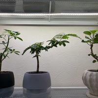 観葉植物,癒しを求めて,テープライト,趣味の棚の画像