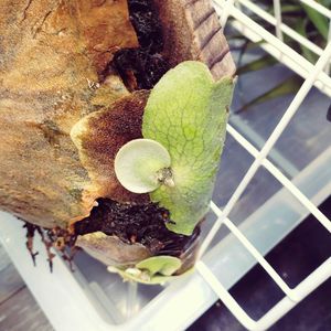 熱帯植物, ビカクシダ,ビカクシダのある暮らしの画像