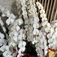 コチョウラン,胡蝶蘭,観葉植物,今日のお花,観葉植物のある暮らしの画像