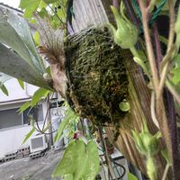 ビカクシダ,ビカクシダ ライディーン,ライディーンの画像