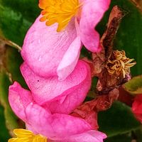 ベゴニア,ピンク,ピンクの花,大好きな花,シルエット❤︎の画像