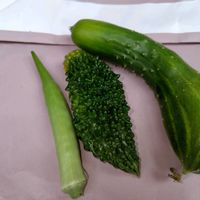 オクラ,キュウリ,ゴーヤ,ゴーヤ,ナスの画像