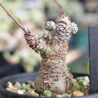 チレコドン・ペアルソニー,多肉植物,観葉植物,塊根植物,塊根の画像