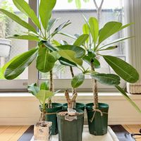 プルメリア,挿し木,熱帯植物,元気に育ててますよ,RuddyFrangipaniの画像