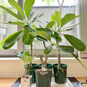 プルメリア,挿し木,熱帯植物,元気に育ててますよ,RuddyFrangipaniの画像
