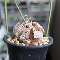 多肉植物,観葉植物,塊根植物,塊根,本日の亀甲竜の画像