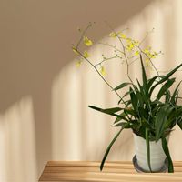 オンシジューム,鉢植え,ラン科,癒し,素敵の画像