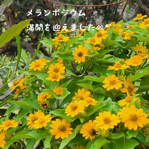 メランポジウム,今庭,ガーデニング,お庭,マイガーデンの画像