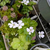 ムシトリスミレ,食虫植物,庭の画像
