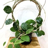 ホヤ・パラシティカ,ホヤ パラシティカ ハートリーフ スプラッシュ,ホヤ パラシティカ スプラッシュ,多肉植物,観葉植物の画像