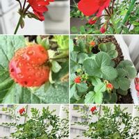 イチゴ,ゼラニウム,コラージュ仲間達,移住後の生活,家庭菜園の画像