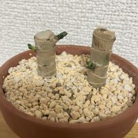 幸福の木,ドラセナマッサンゲアナ,新芽,挿し木の画像