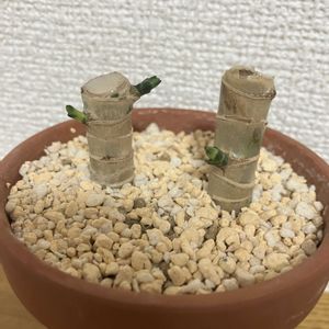幸福の木,ドラセナマッサンゲアナ,新芽,挿し木の画像