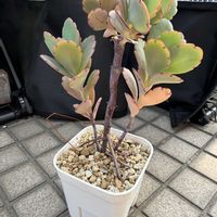胡蝶の舞の画像