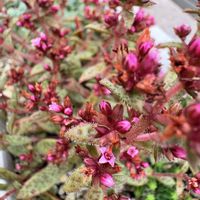 多肉,クーペリー,寄せ植え,多肉植物,ガーデニングの画像