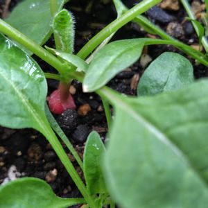 ラディッシュ,プランター野菜,家庭菜園,ベランダの画像