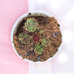 センペルビウム,まめまめりーさん苗♥️,まめまめりーさん苗♥️,多肉植物,暴れ多肉の画像