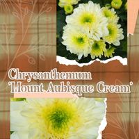 クリサンセマム,露草 つゆくさ,クリサンセマム　マウントオービスク,野の花,ツユクサ( 露草 )の画像
