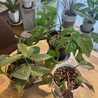 モンステラ,フィロデンドロン,観葉植物,植え替えの画像