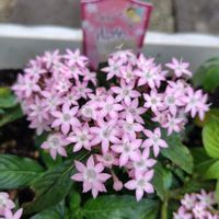 ペンタス,ペンタス　ポップスター,雨ざらし,花いろいろ,おうち園芸の画像