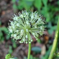 ウド,GSに感謝。,植物観察,植物散策,茨城県自然博物館の野外の画像