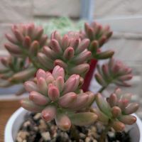 オーロラ,多肉植物の画像