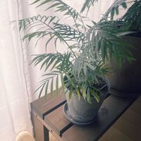 テーブルヤシ,観葉植物,鉢植え,植物大好き,観葉植物好きの画像