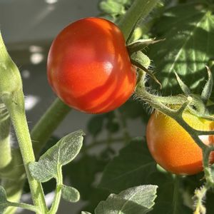 ミニトマト,家庭菜園,庭の画像