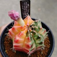 サボテン,ギムノカリキウム,ギムのカリウム属,ギムノカリキウム ミハノビッチ,多肉植物の画像