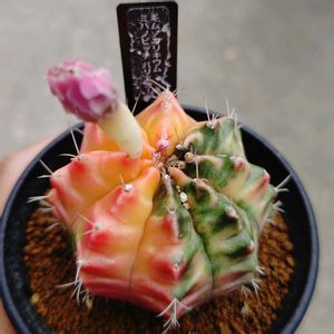 サボテン,ギムノカリキウム,ギムのカリウム属,ギムノカリキウム ミハノビッチ,多肉植物の画像