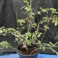 鉢植え,バラ・ミニバラ,剪定,ばら バラ 薔薇の画像