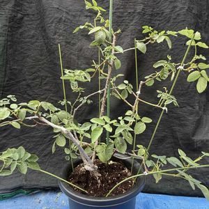 鉢植え,バラ・ミニバラ,剪定,ばら バラ 薔薇の画像