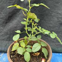 鉢植え,バラ・ミニバラ,剪定,ばら バラ 薔薇の画像