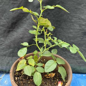 鉢植え,バラ・ミニバラ,剪定,ばら バラ 薔薇の画像