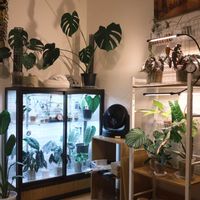 アンスリウム,観葉植物,植物のある暮らし,フィロデンドロン属,植物棚の画像