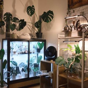 アンスリウム,観葉植物,植物のある暮らし,フィロデンドロン属,植物棚の画像