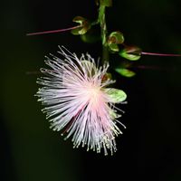 サガリバナ,京都府立植物園,観覧温室,昼夜逆転室の画像