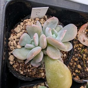 エケベリア,多肉植物,花のある暮らし,多肉男子,多肉植物 多肉の有るくらしの画像