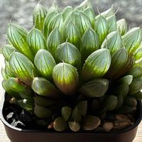 ハオルチア,ハオルチア クブシエドリフテンシス,ハオルチア クブシエドリフテンシス,多肉植物,ハオルチア属の画像