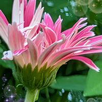 ガーベラ,地植え,可愛い〜♡,ピンクの花,花のある暮らしの画像