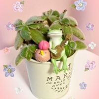 可愛い〜♡,多肉植物のある暮らし,キュンキュン乙女倶楽部,繋がりに感謝✨,おきにいり ♡の画像