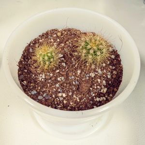 金晃丸(きんこうまる),成長記録,2号鉢,さぼてん,サボテン栽培記録の画像