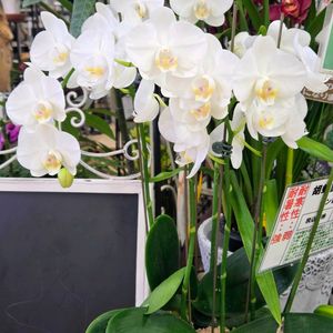 胡蝶蘭,胡蝶蘭,かおりんさんから❤️,かおりんさんから❤️,ピンクパンサーさんより❤️の画像