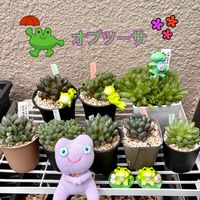 オブツーサ,大型オブツーサ,紫オブツーサ,光るオブツーサ,ハオルチア オブツーサの画像