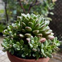 ピンクルルビー,ピンクルビー,多肉植物,鉢植え,ダイソーの画像
