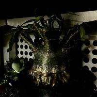 アデニウム,ハオルチア オブツーサ,パキポディウム・グラキリス,アデニウム アラビカム,アガベ・オテロイの画像