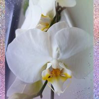 コチョウラン,今日のお花,たのしみ♡,GSアダルトチーム,おうち園芸の画像
