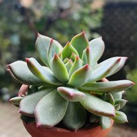 ラタム,多肉植物,鉢植え,葉挿し,エケベリア属の画像
