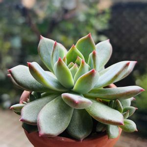 ラタム,多肉植物,鉢植え,葉挿し,エケベリア属の画像
